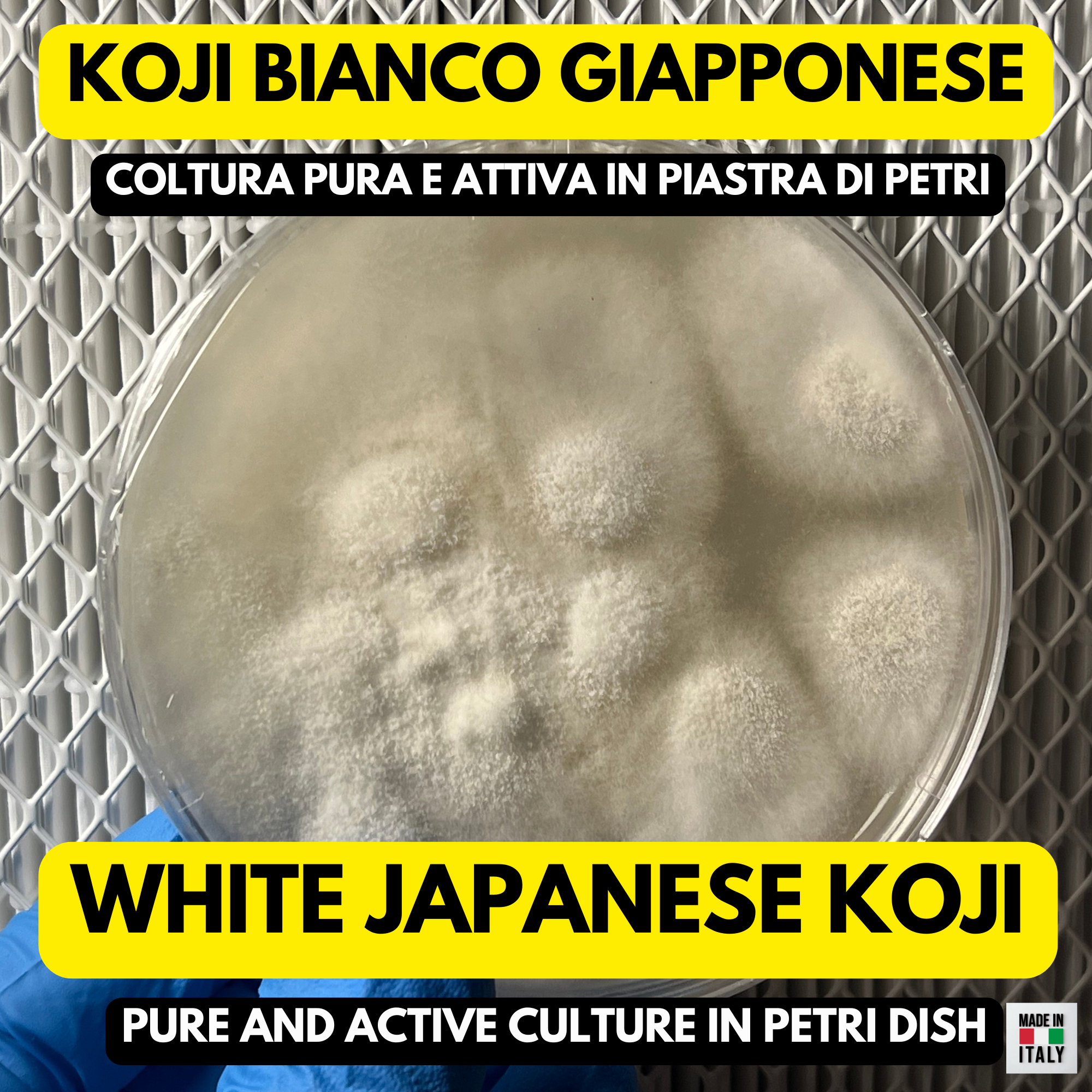 Koji Starter