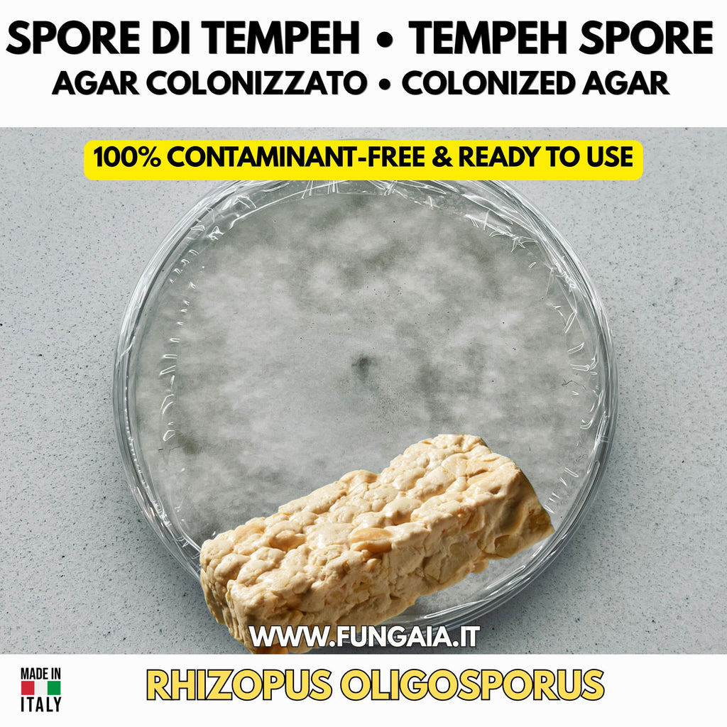 Tempeh spores Rhizopus oligosporus colonized Petri dish for fermentation