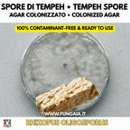 Tempeh spores Rhizopus oligosporus colonized Petri dish for fermentation