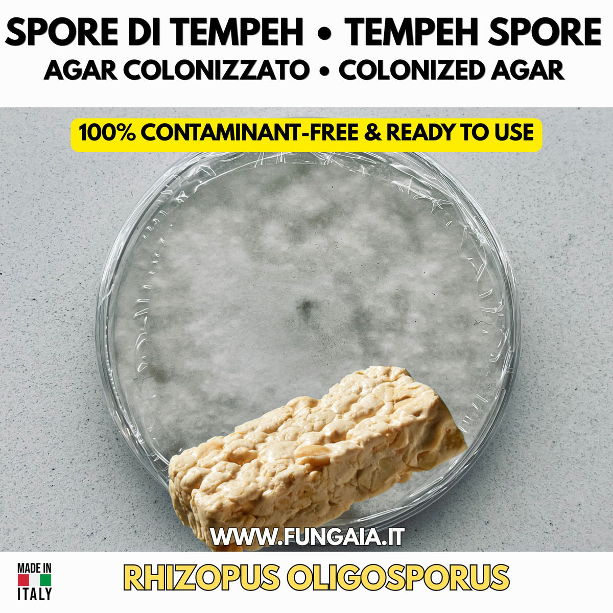 Tempeh spores Rhizopus oligosporus colonized Petri dish for fermentation
