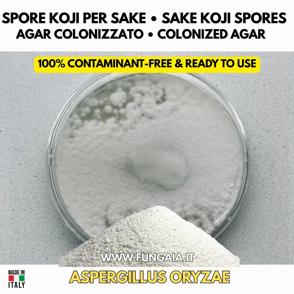 Sake koji Aspergillus oryzae colonized Petri dish for fermentation