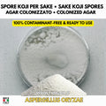 Sake koji Aspergillus oryzae colonized Petri dish for fermentation
