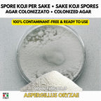 Sake koji Aspergillus oryzae colonized Petri dish for fermentation