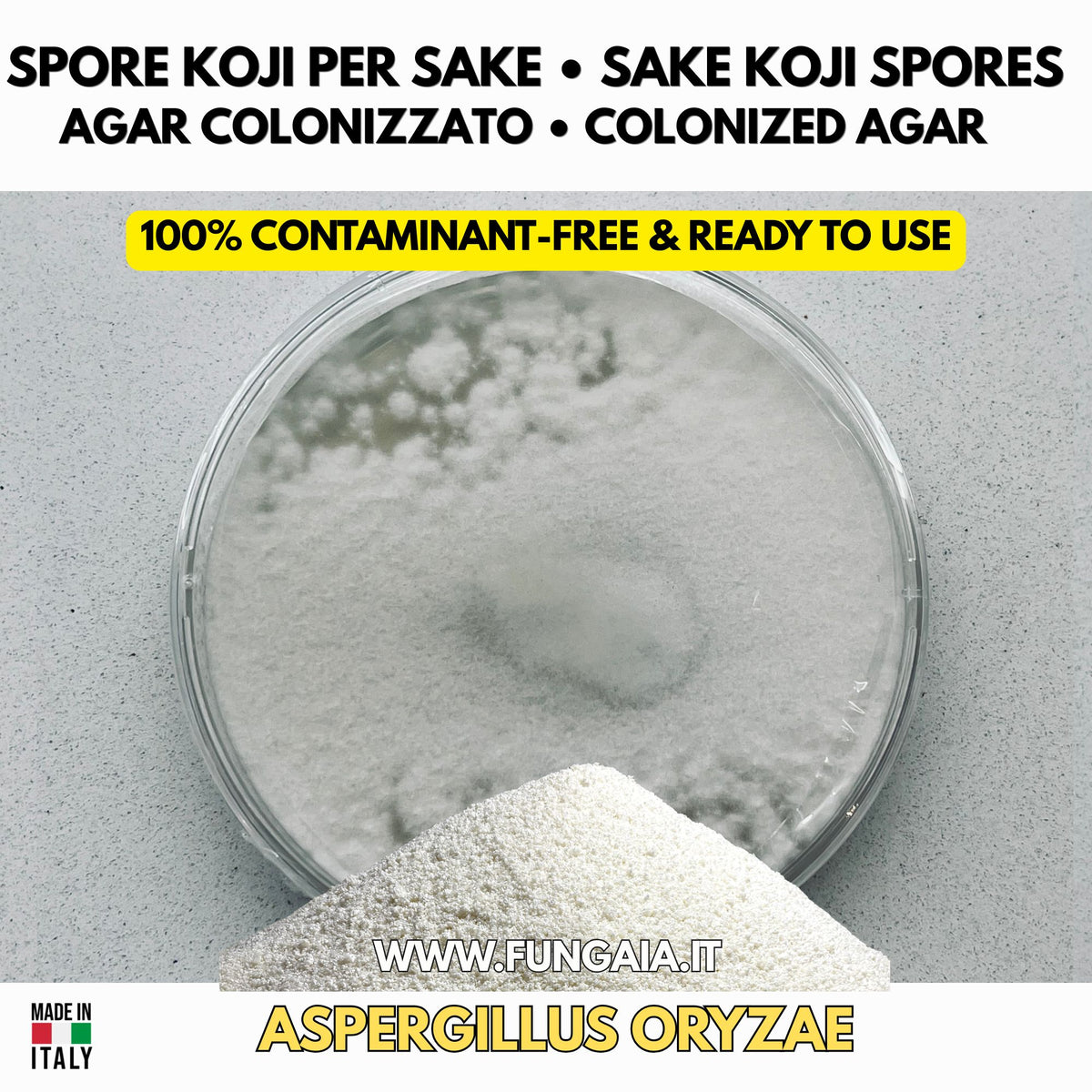 Sake koji Aspergillus oryzae colonized Petri dish for fermentation