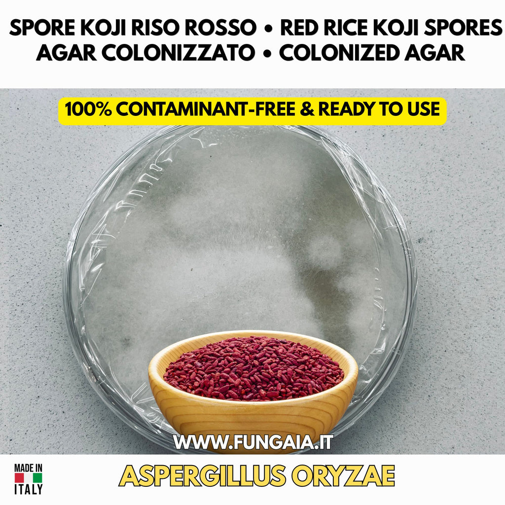 Red rice koji Monascus purpureus colonized Petri dish for fermentation