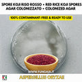 Red rice koji Monascus purpureus colonized Petri dish for fermentation