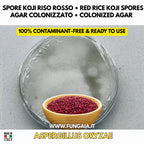 Red rice koji Monascus purpureus colonized Petri dish for fermentation