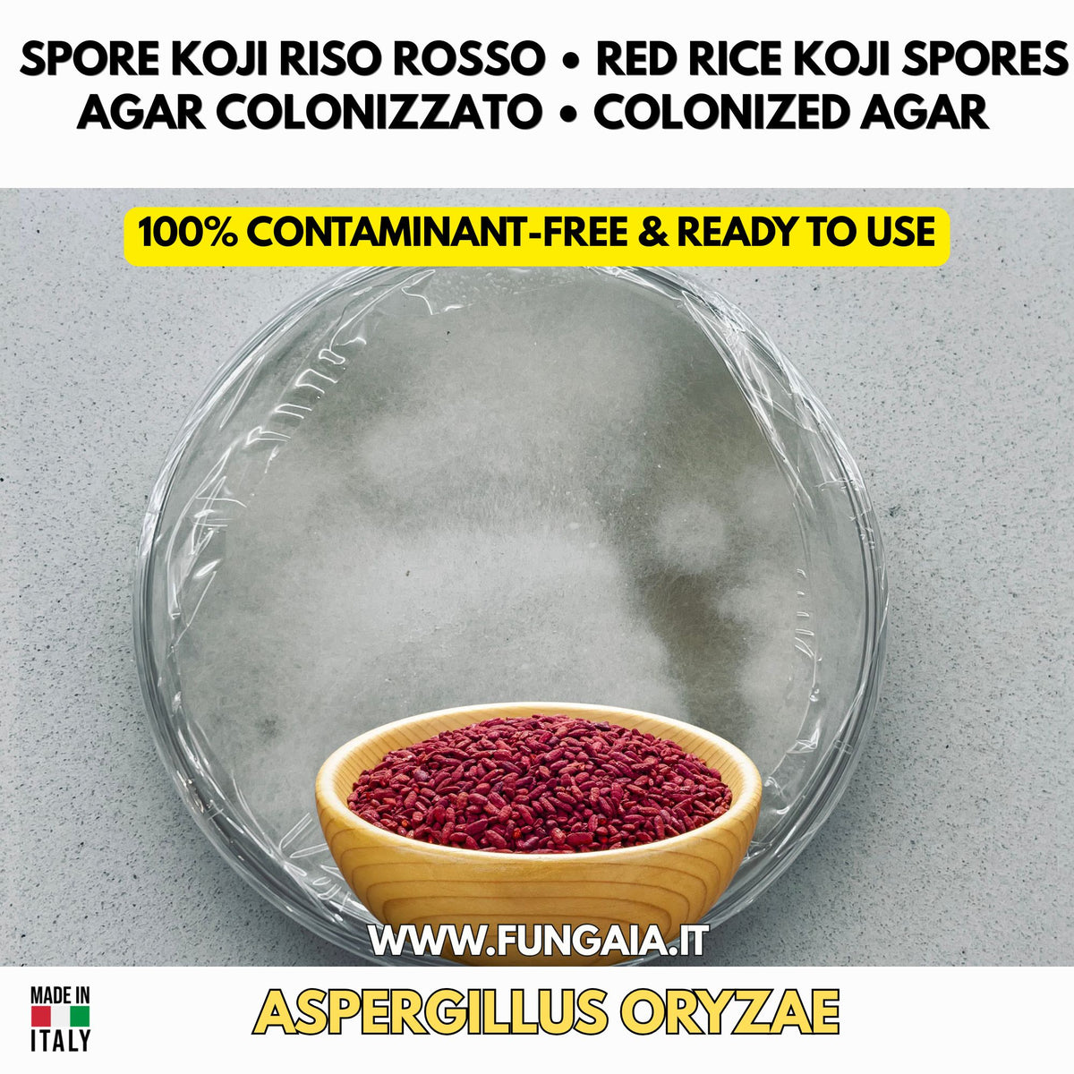 Red rice koji Monascus purpureus colonized Petri dish for fermentation