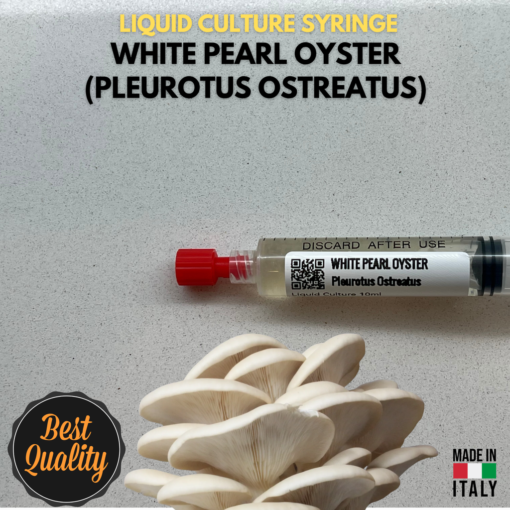 White Pearl Oyster Liquid Culture Unit - Pleurotus ostreatus - Premium Gourmet Mushroom Mycelium - Made in Italy