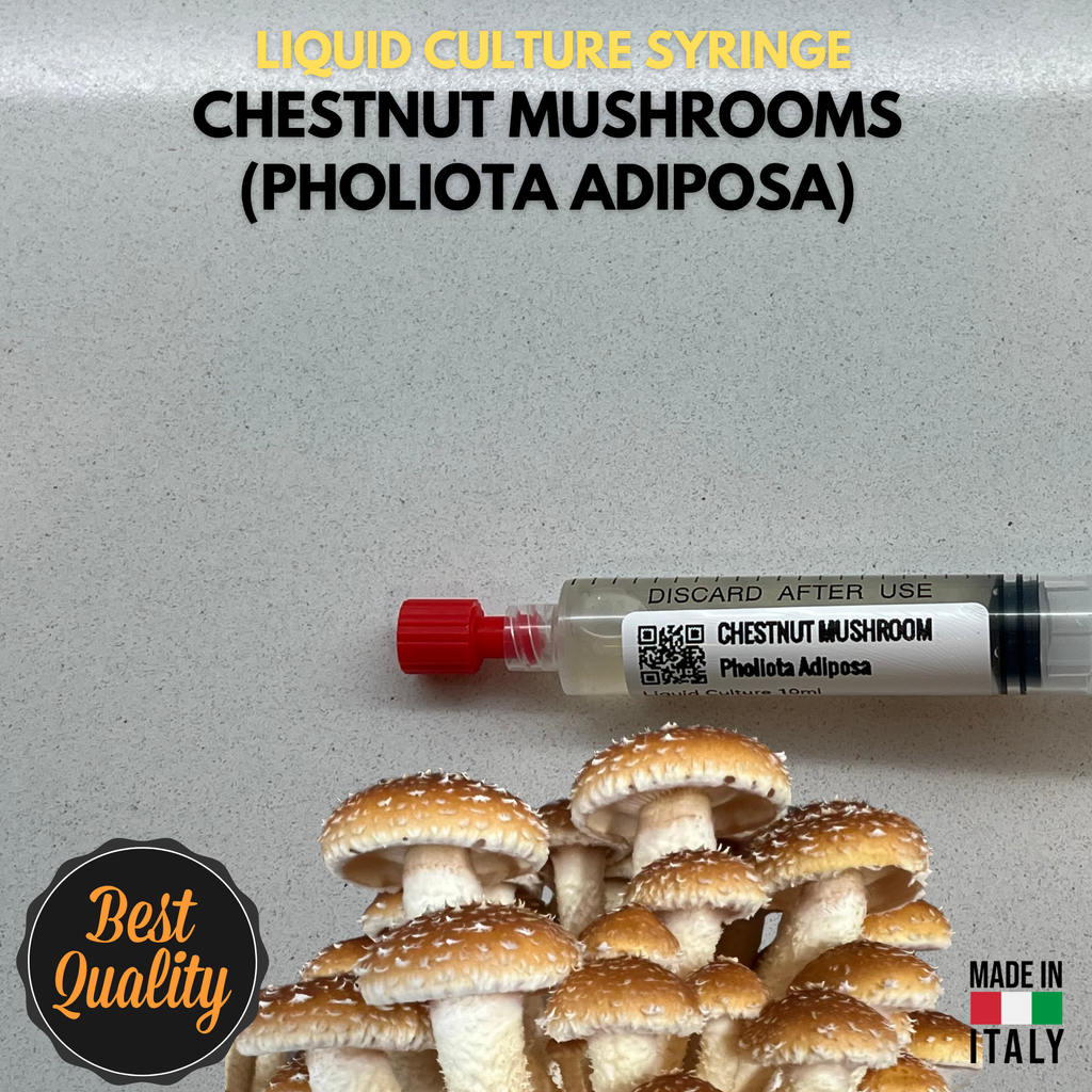 Cultura Liquida Fungo Chestnut  - Pholiota adiposa - Micelio Professionale Gourmet - Made in Italy