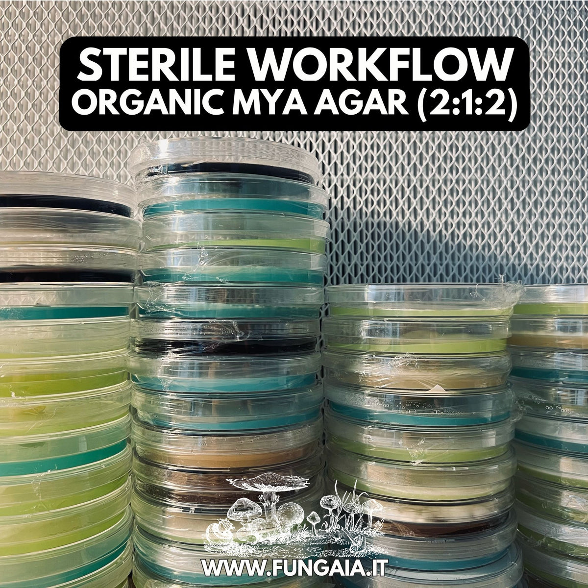 Tempeh spores Rhizopus oligosporus colonized Petri dish for fermentation