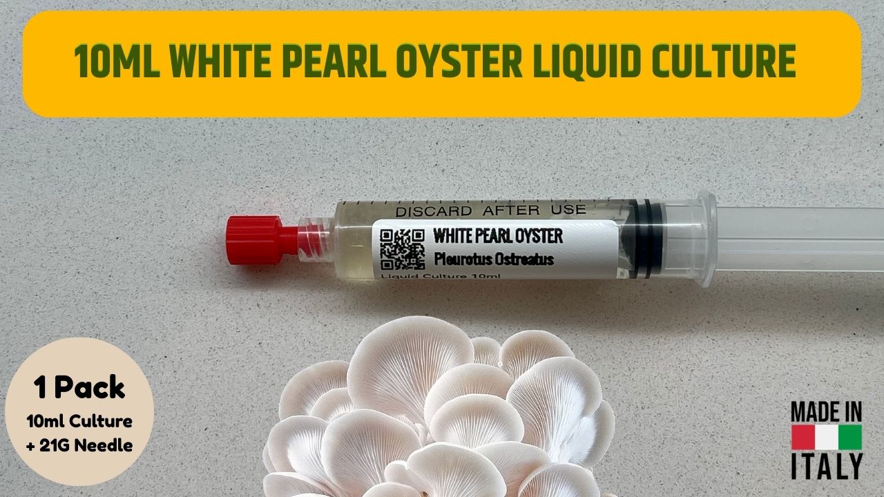 White Pearl Oyster Liquid Culture Unit - Pleurotus ostreatus - Premium Gourmet Mushroom Mycelium - Made in Italy