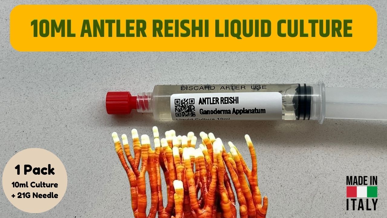 Cultura Liquida Fungo Enoki - Flammulina velutipes - Micelio Professionale Gourmet - Made in Italy