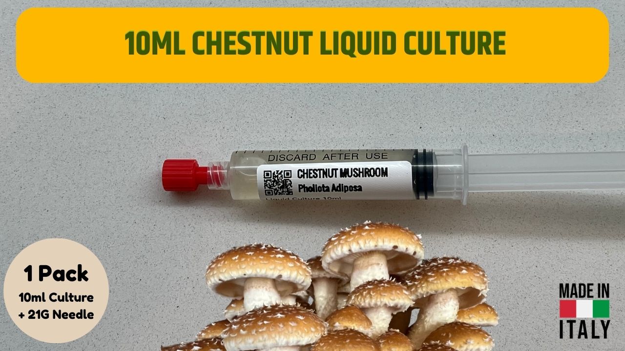 Cultura Liquida Fungo Chestnut  - Pholiota adiposa - Micelio Professionale Gourmet - Made in Italy