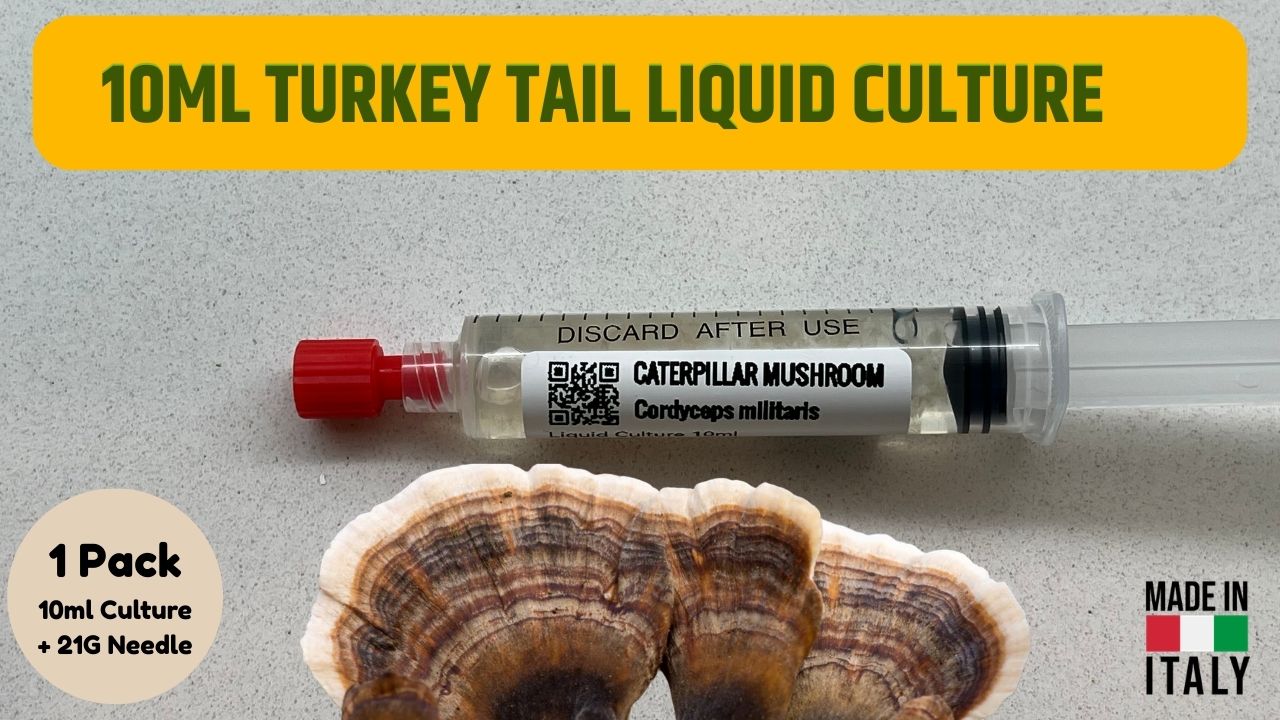Cultura Liquida Turkey Tail  - Trametes versicolor - Micelio Fungo Medicinale Premium - Made in Italy