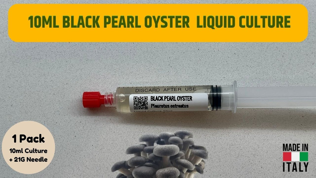 Black Pearl Oyster Liquid Culture Unit  - Pleurotus ostreatus x eryngii - Premium Gourmet Mushroom Mycelium - Made in Italy
