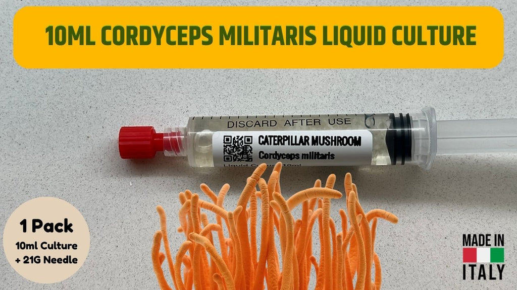 Cultura Liquida Cordyceps Militaris - Micelio Fungo Medicinale Premium - Genetica Alta Resa - Made in Italy