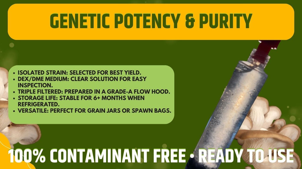 Phoenix Oyster Liquid Culture  - Pleurotus pulmonarius - Premium Gourmet Mushroom Mycelium - Made in Italy