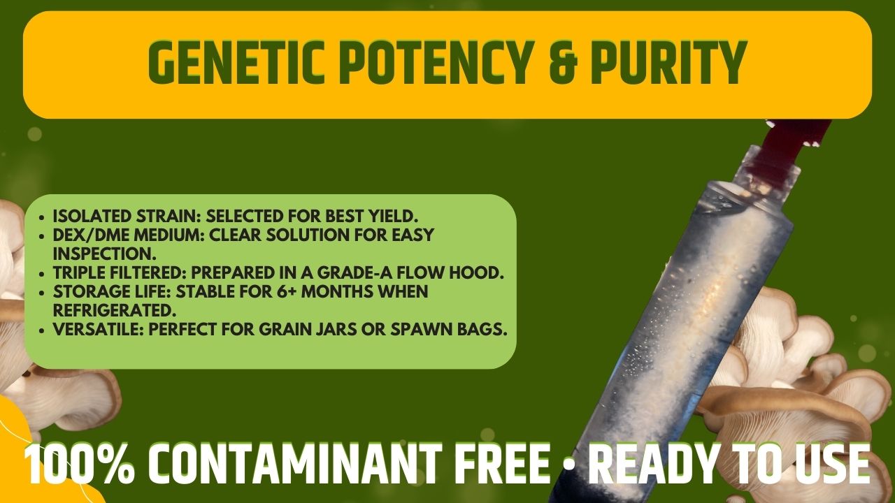 Phoenix Oyster Liquid Culture  - Pleurotus pulmonarius - Premium Gourmet Mushroom Mycelium - Made in Italy