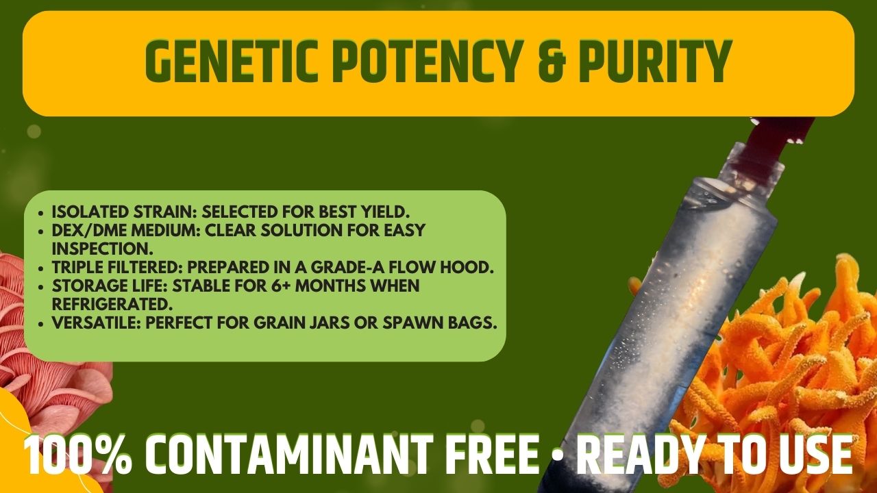 Cultura Liquida Cordyceps Militaris - Micelio Fungo Medicinale Premium - Genetica Alta Resa - Made in Italy