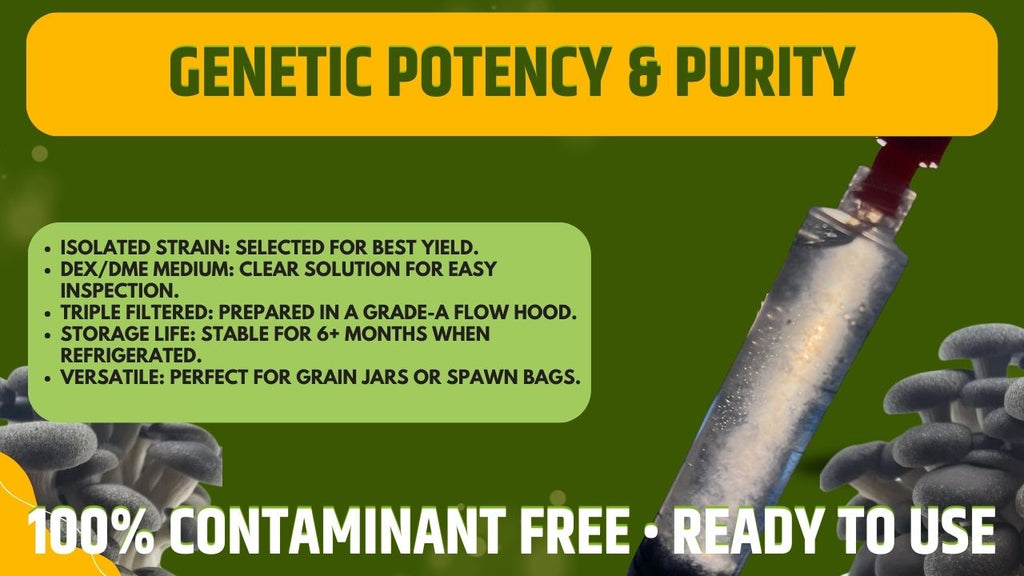 Black Pearl Oyster Liquid Culture Unit  - Pleurotus ostreatus x eryngii - Premium Gourmet Mushroom Mycelium - Made in Italy