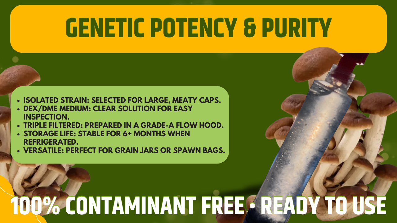 Black Poplar Liquid Culture 10ml Pioppino Gourmet Mushroom Mycelium Cyclocybe Aegerita