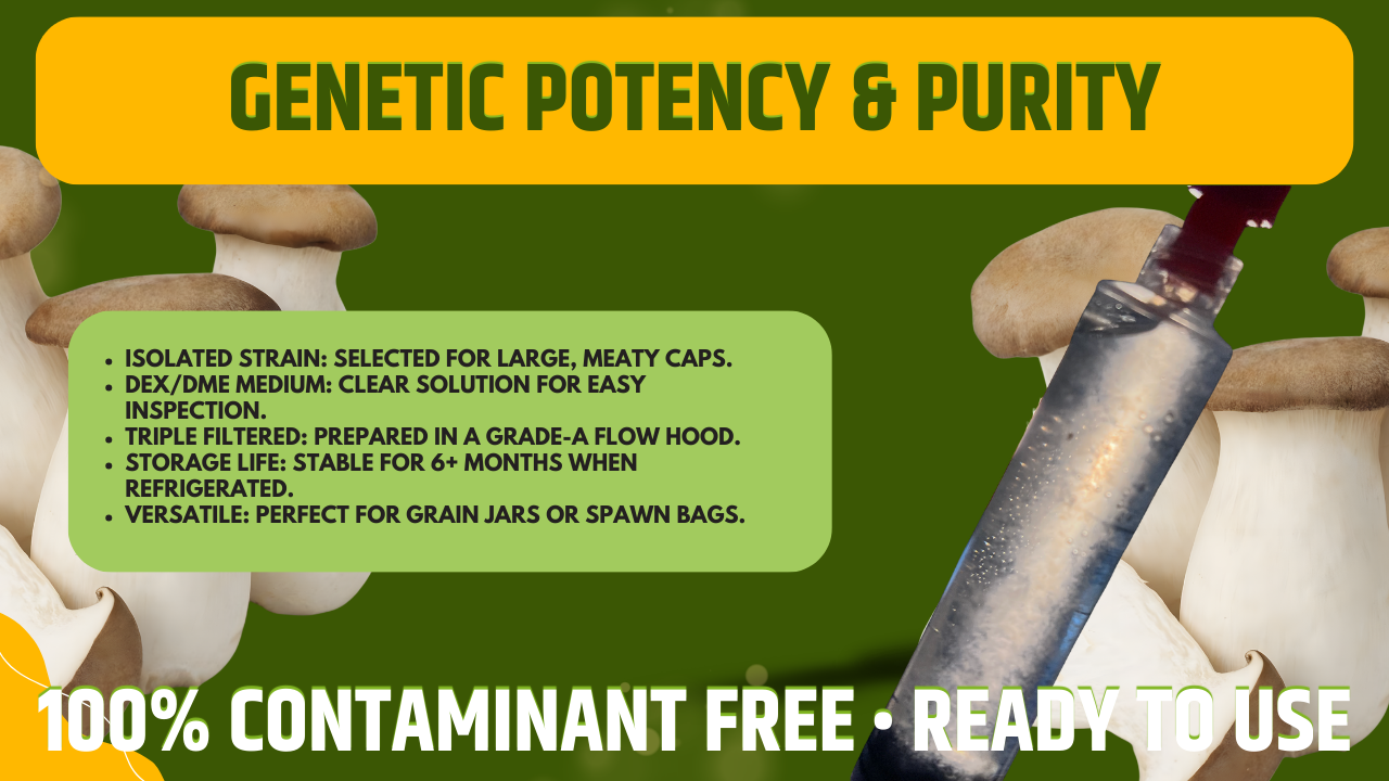 Coltura Liquida King Trumpet Cardoncello 10ml Micelio Vivo Funghi Gourmet Materiale Micologia