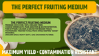 Substrato CVG Pastorizzato 1kg 2kg Funghi Coir Vermiculite Gesso