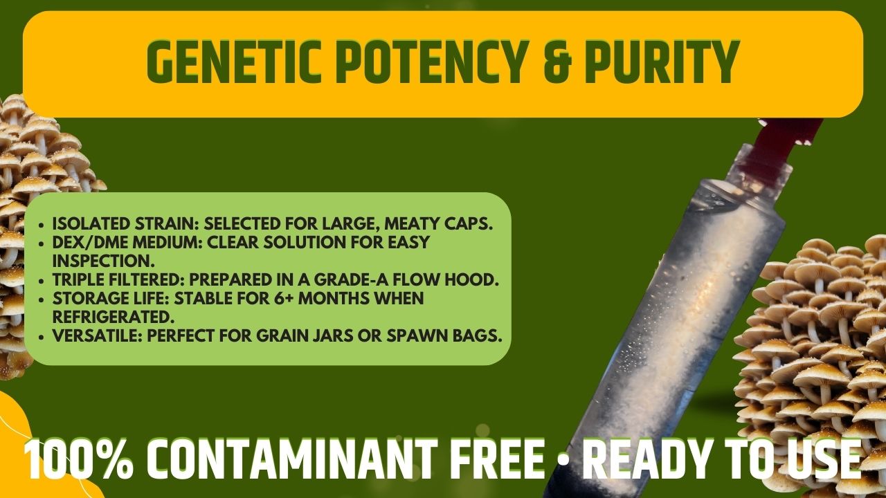 Cultura Liquida Fungo Chestnut  - Pholiota adiposa - Micelio Professionale Gourmet - Made in Italy