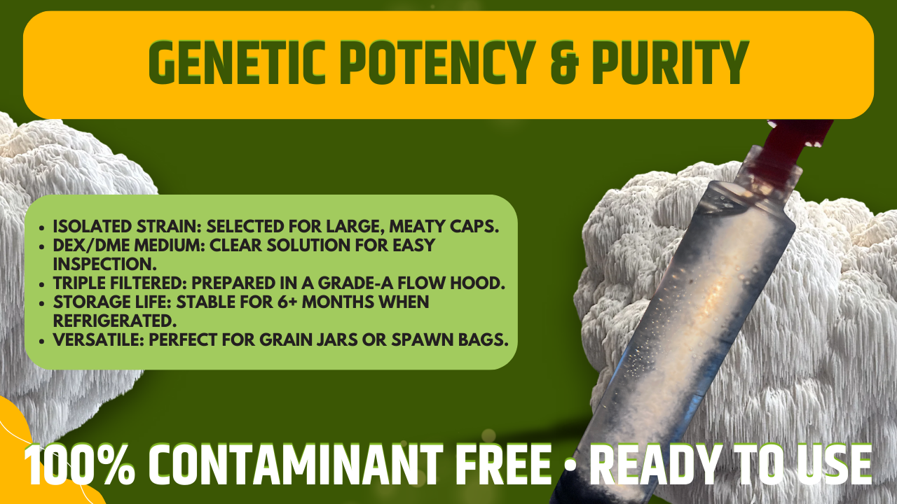 Lion's Mane Liquid Culture Triple Pack, Mushroom Genetics