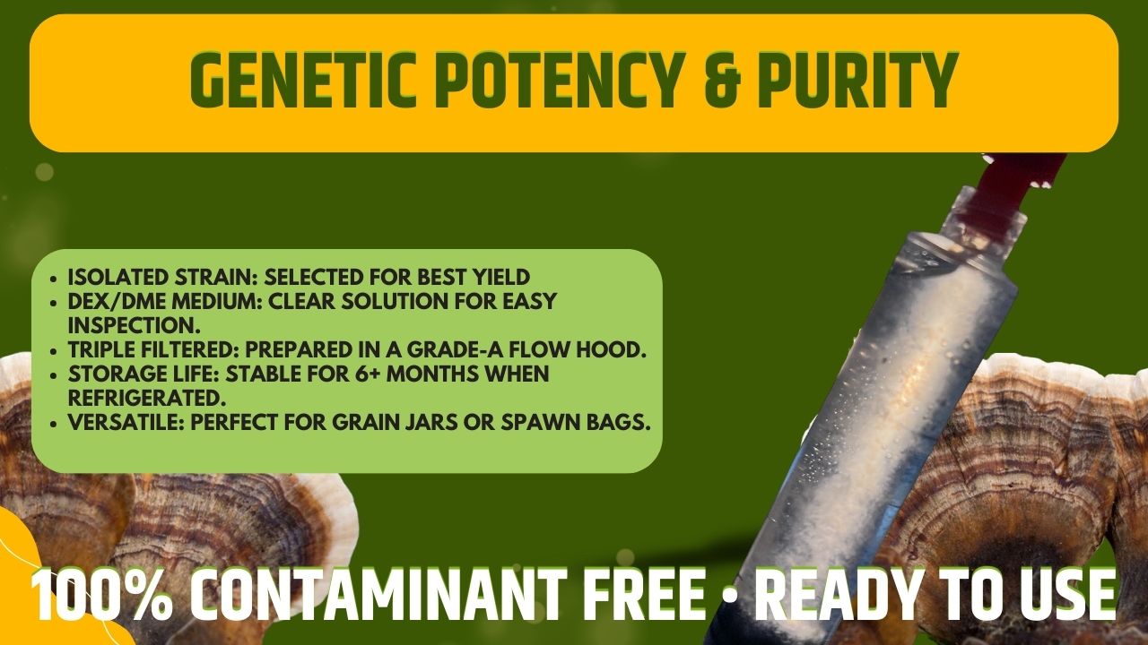 Cultura Liquida Turkey Tail  - Trametes versicolor - Micelio Fungo Medicinale Premium - Made in Italy