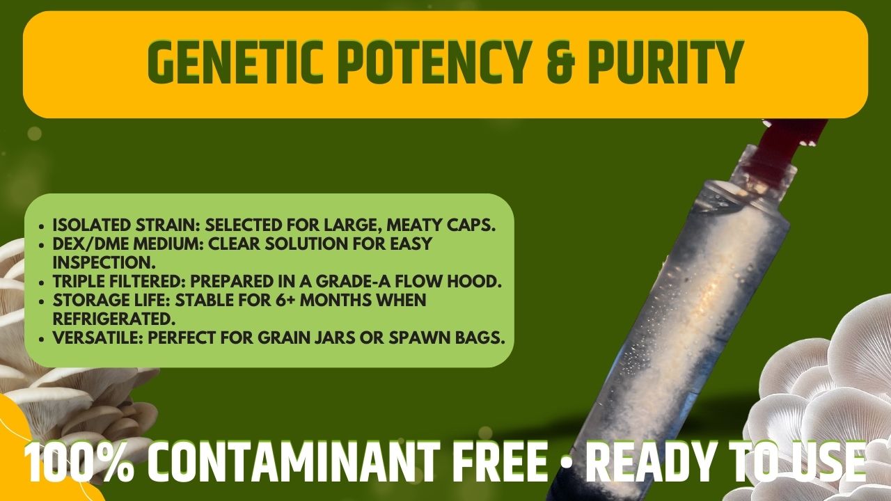 White Pearl Oyster Liquid Culture Unit - Pleurotus ostreatus - Premium Gourmet Mushroom Mycelium - Made in Italy