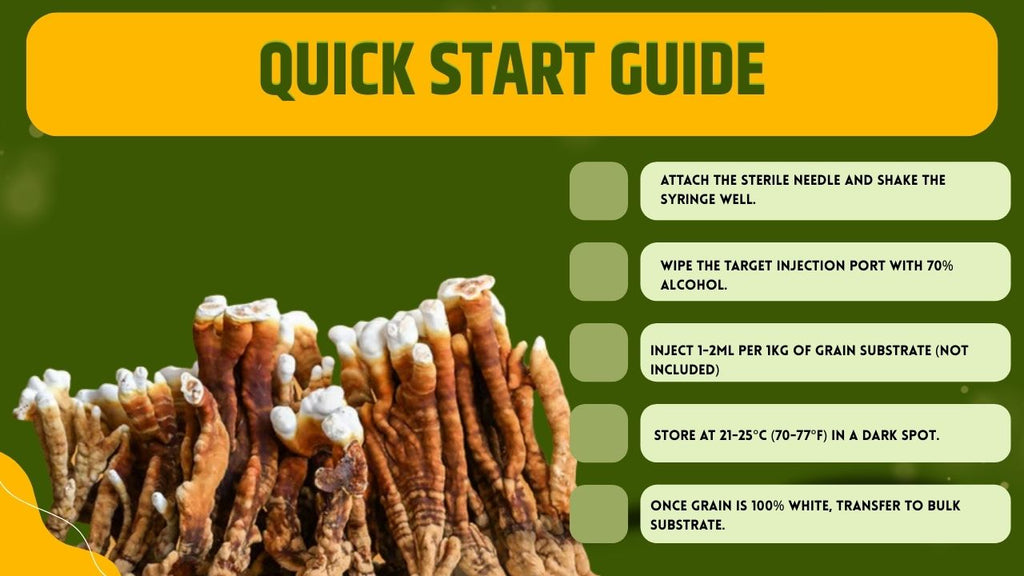 Cultura Liquida Fungo Enoki - Flammulina velutipes - Micelio Professionale Gourmet - Made in Italy