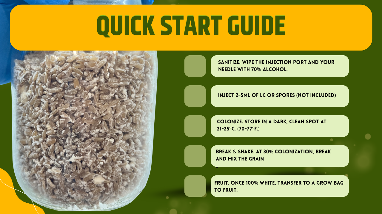 Rye Spawn Jar 1L Sterilized Organic Grain Mushroom Mycology Supplies Injection Port Filter Lid