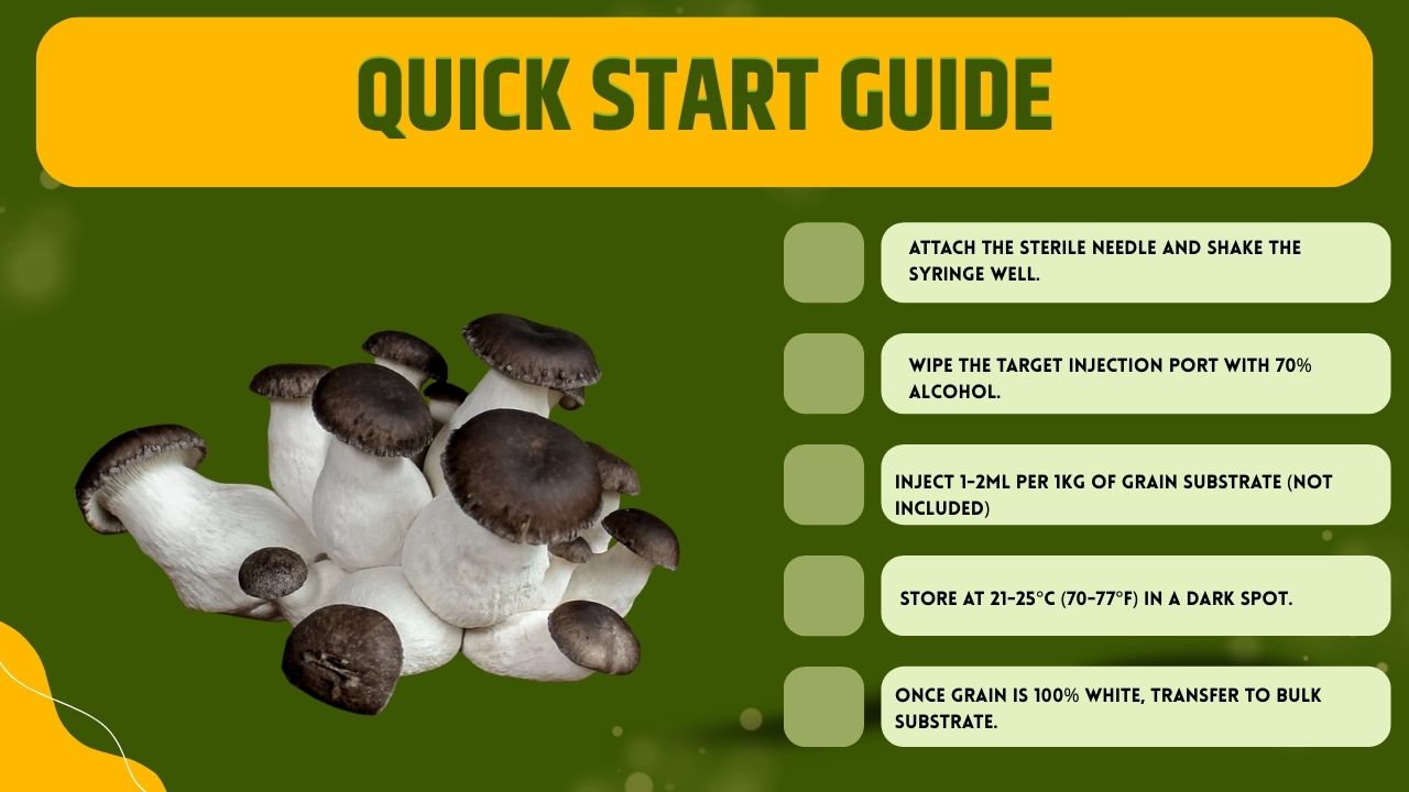 Black Pearl Oyster Liquid Culture Unit  - Pleurotus ostreatus x eryngii - Premium Gourmet Mushroom Mycelium - Made in Italy