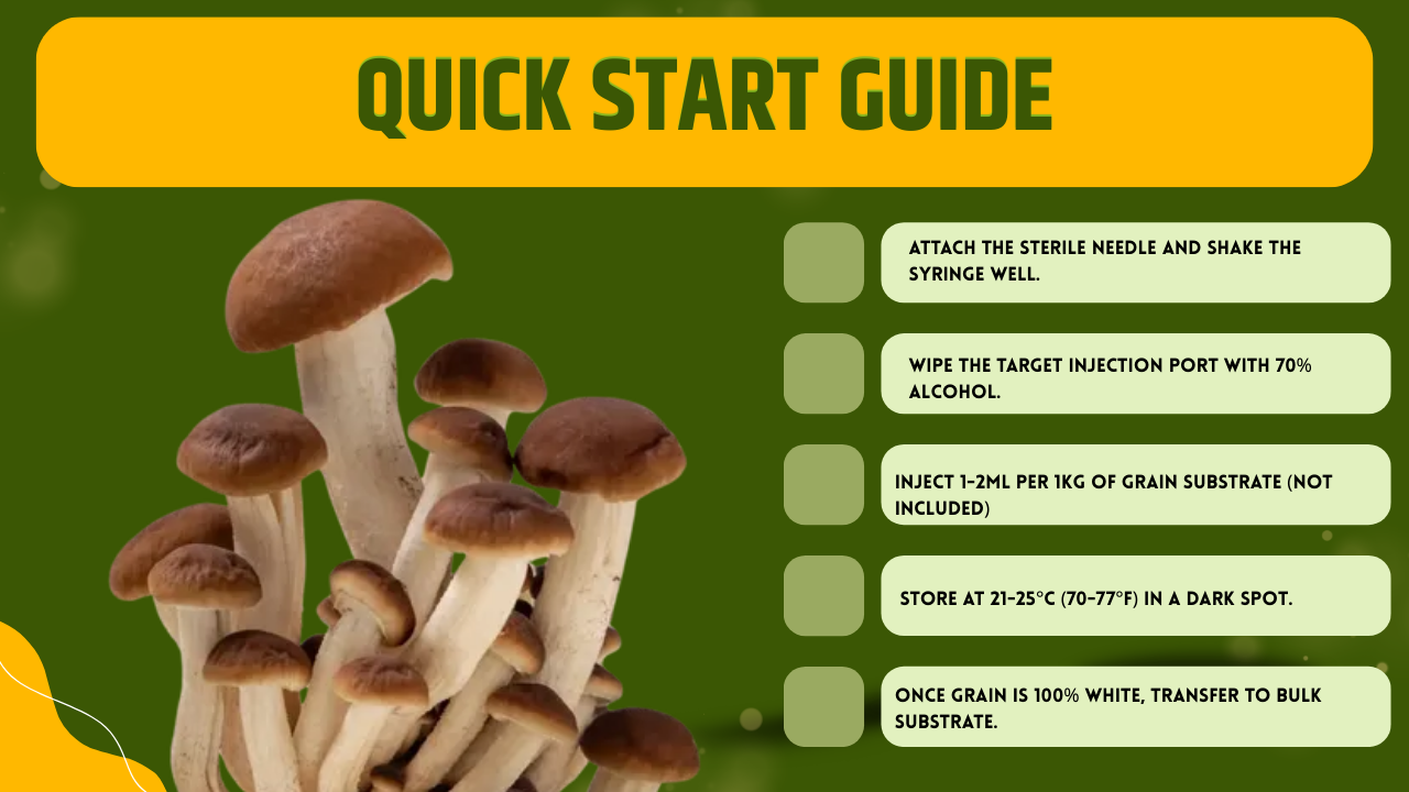 3 x 10ml Pioppino Coltura Liquida Micelio Vivo Triple Pack