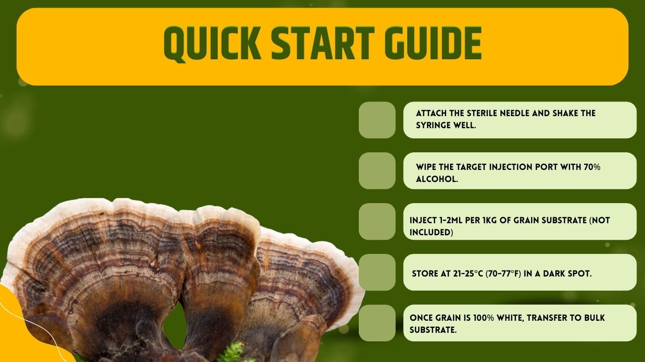 Cultura Liquida Turkey Tail  - Trametes versicolor - Micelio Fungo Medicinale Premium - Made in Italy