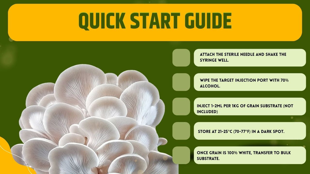 White Pearl Oyster Liquid Culture Unit - Pleurotus ostreatus - Premium Gourmet Mushroom Mycelium - Made in Italy