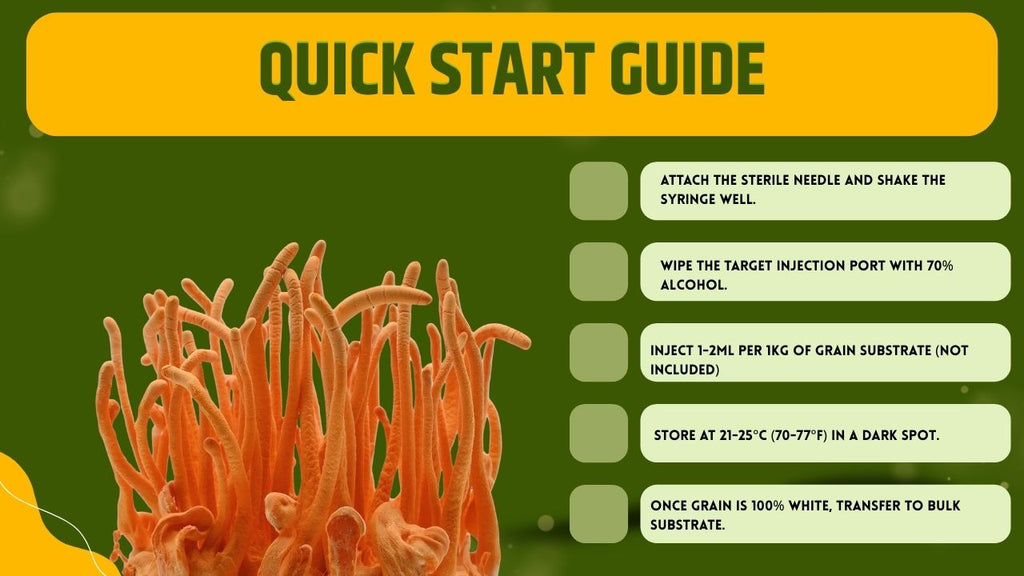 Cultura Liquida Cordyceps Militaris - Micelio Fungo Medicinale Premium - Genetica Alta Resa - Made in Italy