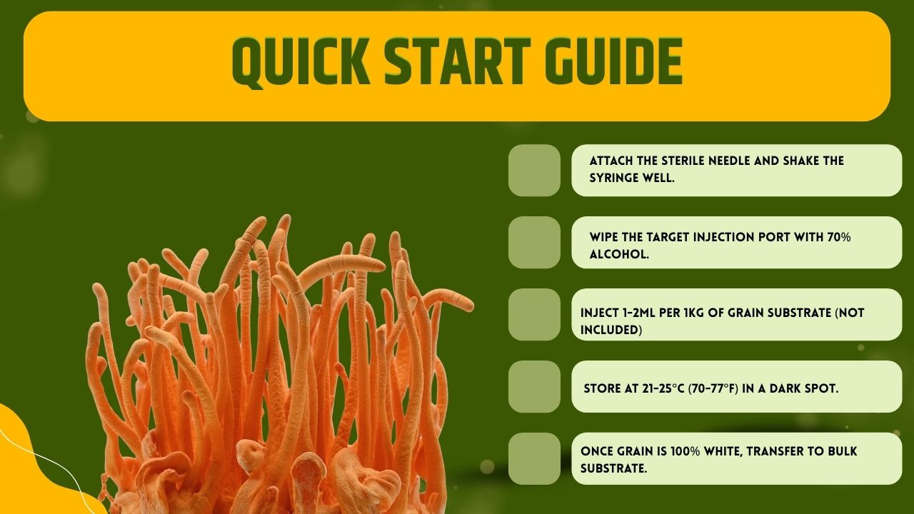 Cultura Liquida Cordyceps Militaris - Micelio Fungo Medicinale Premium - Genetica Alta Resa - Made in Italy