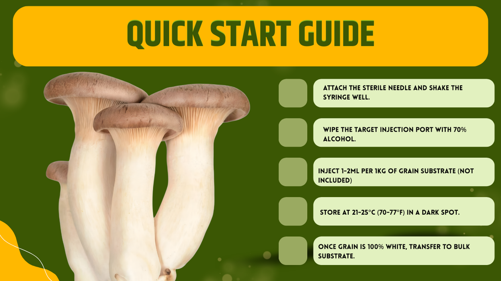 Coltura Liquida King Trumpet Cardoncello 10ml Micelio Vivo Funghi Gourmet Materiale Micologia