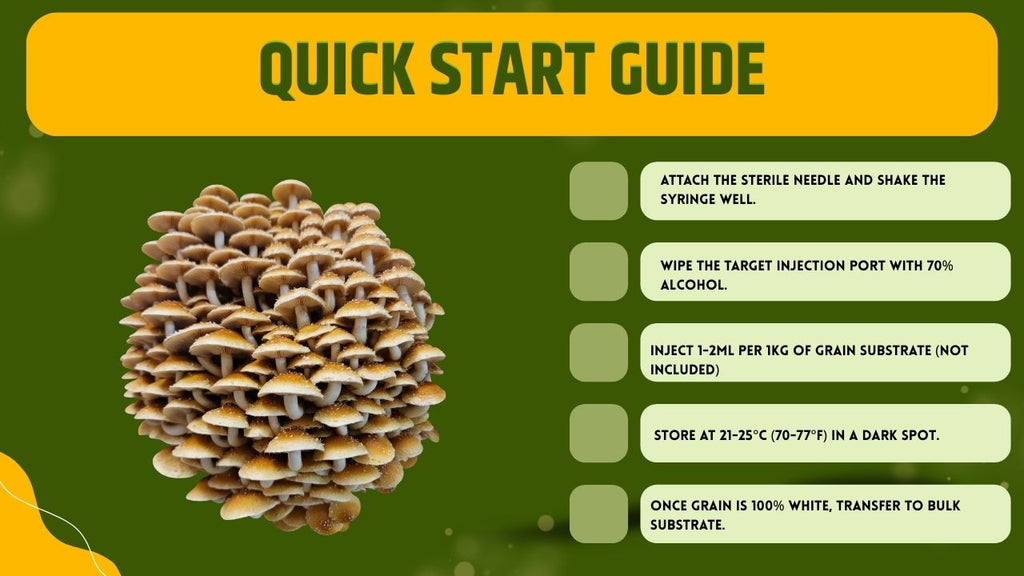 Cultura Liquida Fungo Chestnut  - Pholiota adiposa - Micelio Professionale Gourmet - Made in Italy