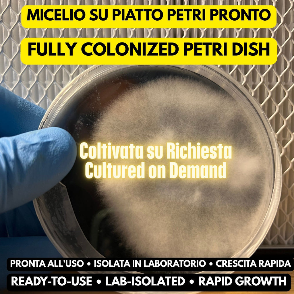 Piastra Petri Micelio Vivo • Agar PDA Sterile 90mm • Coltura Fresca su Ordinazione