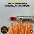 Cultura Liquida Cordyceps Militaris - Micelio Fungo Medicinale Premium - Genetica Alta Resa - Made in Italy