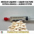 Cultura Liquida Fungo Ostrica Bianco 10ml - Pleurotus ostreatus - Micelio Professionale Gourmet - Made in Italy