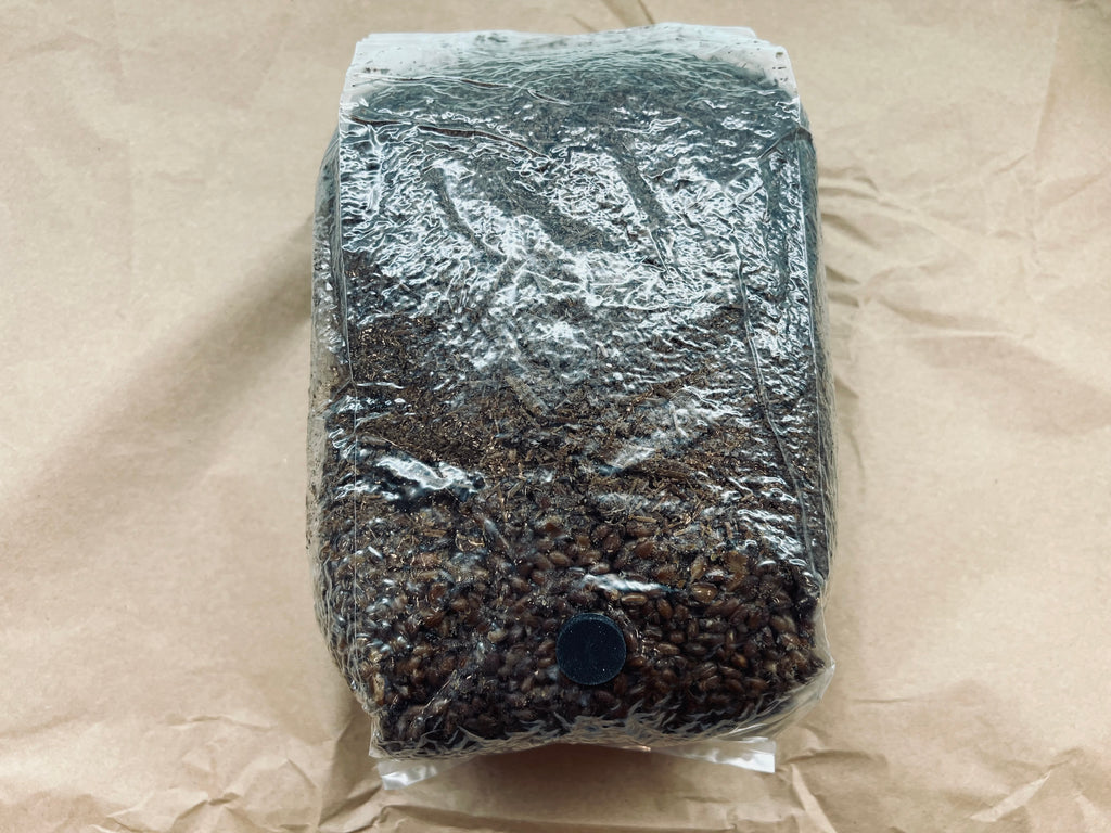 Beginner mushroom growing gift box with all-in-one bag and live culture
