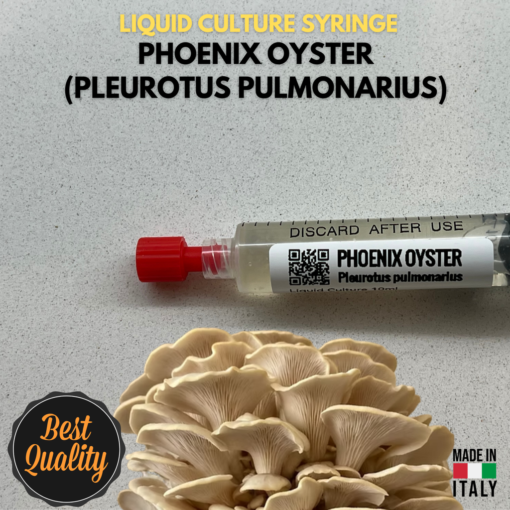Phoenix Oyster Liquid Culture  - Pleurotus pulmonarius - Premium Gourmet Mushroom Mycelium - Made in Italy