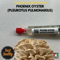 Phoenix Oyster Liquid Culture  - Pleurotus pulmonarius - Premium Gourmet Mushroom Mycelium - Made in Italy