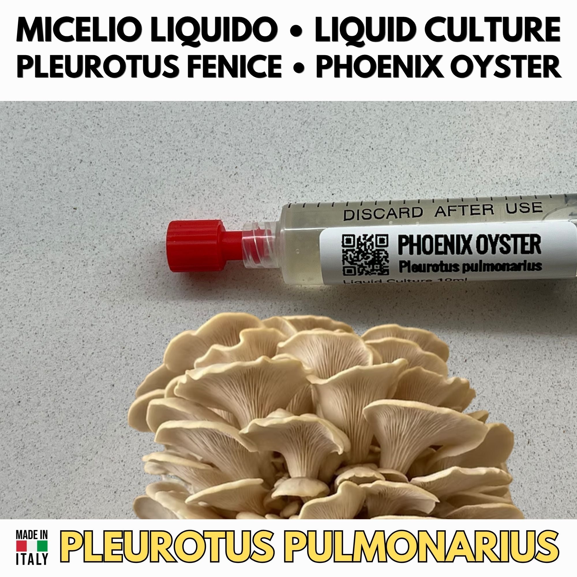 Cultura Liquida Fungo Phoenix Oyster - Pleurotus pulmonarius - Micelio Professionale Gourmet - Made in Italy