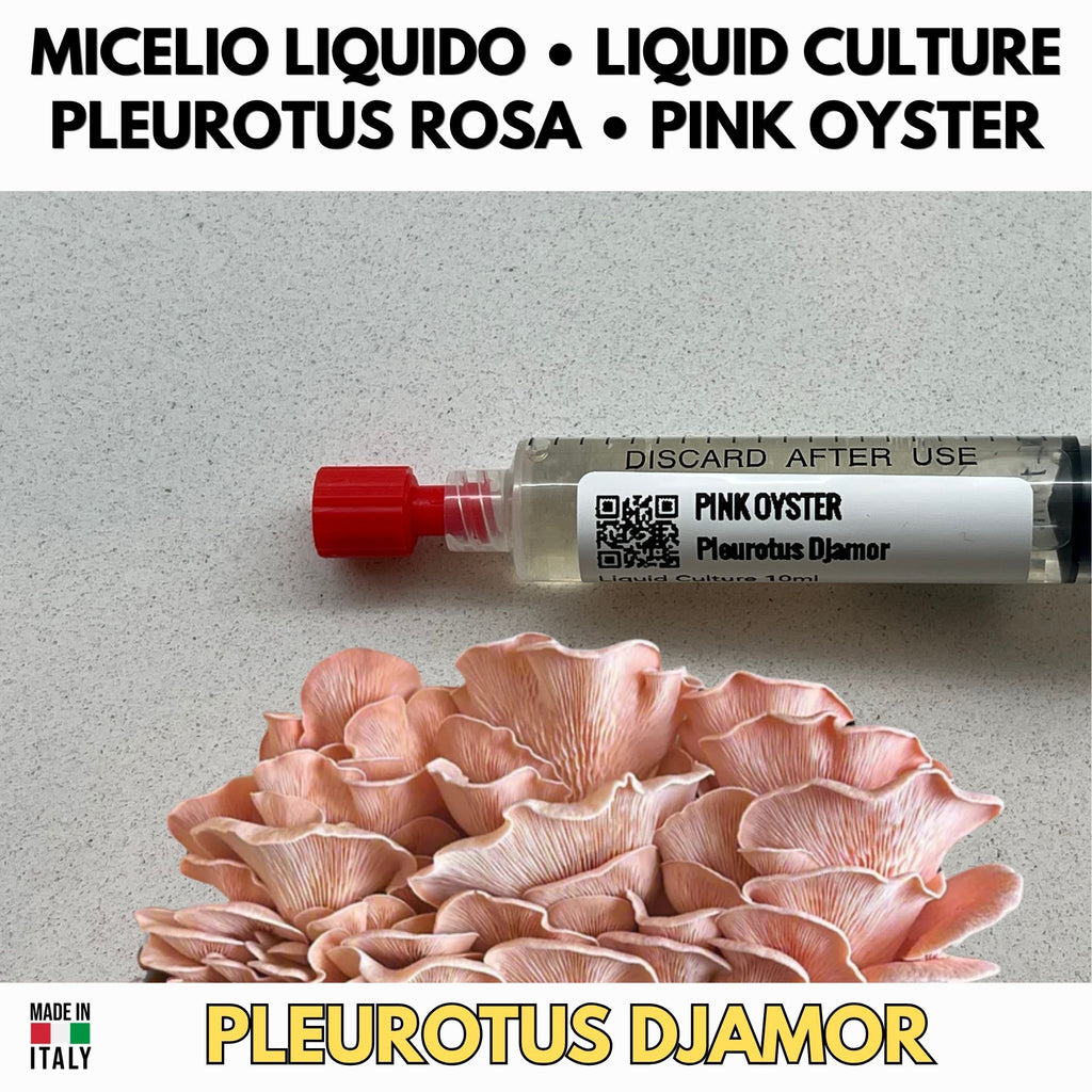 Cultura Liquida Fungo Ostrica Rosa  - Pleurotus djamor - Micelio Professionale Gourmet - Made in Italy